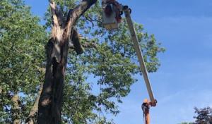 Dave's Tree Service