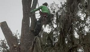 David's Tree Service