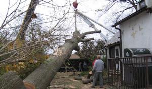 Mount Carmel Tree Service