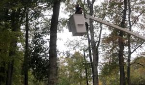Bunker Hill Tree Service