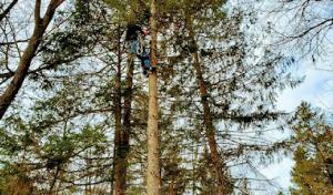DEA Tree Service