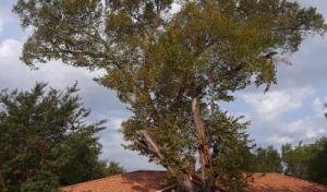 Trinity Forest Tree Care Service