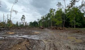 Davis Tree Service & Landscaping