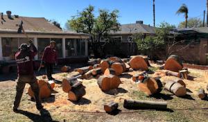 Safeway Tree Service