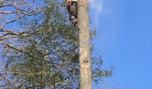 No Limitt Tree Service