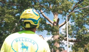 Belgian Tree Service
