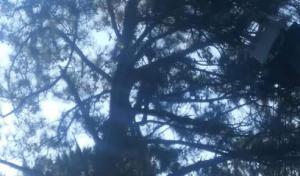 Dunn’s Tree Service