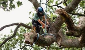 A Step Above Tree Care