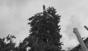 Pearston Tree Services