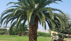 Joseph Christman's West Coast Tree, Inc - Ventura