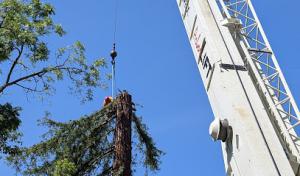 Serrano's Expert Tree Service