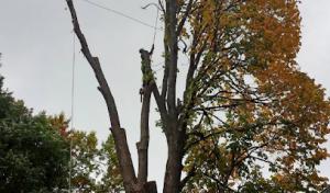 Corona Tree Service of Cupertino
