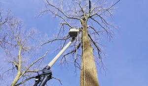 Tattersall Tree Experts