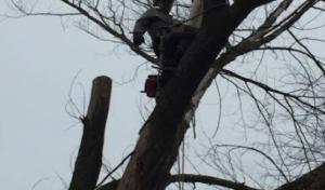 Pat’s Tree Care