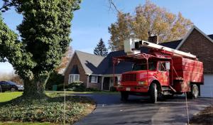 Hollinger Tree Service & Landscaping