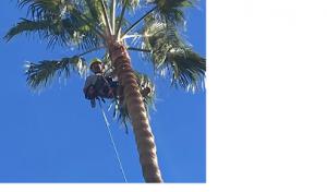 Canyon's Tree Service