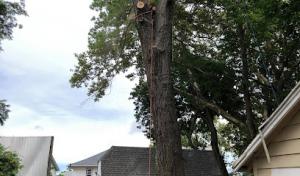 Juan Concha Arborist Service