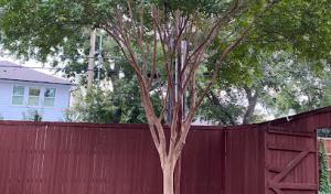 Fast Tree Care