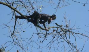 Moosewood Tree Service