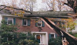 Schmiede Tree Service