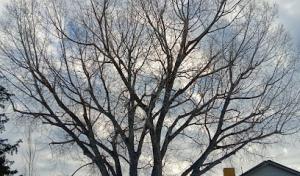 Capshaw Tree Service