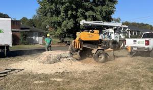 Real Tree Specialist