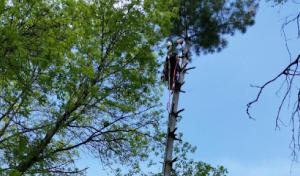 High Angle Tree Service