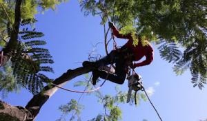 Arbor Care Tree Service