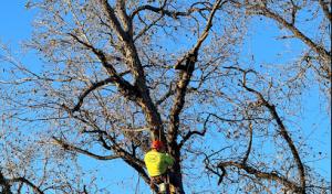 ArborCraft Tree Service