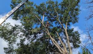 Legacy Tree & Contracting