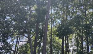 Gomez Trees & Lawn Service