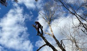 South Charlotte Tree Service