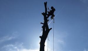 Charlottesville Tree Service