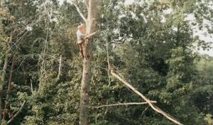Spider Tree Service