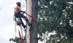 Phillips Family Tree Care