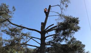 Newport Beach Tree Services