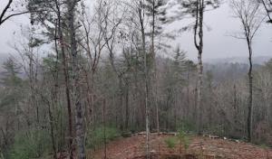 Jays Trees & Gutters