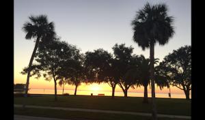 Murray's Tree Service