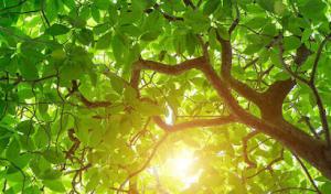 Angelo's Tree Service