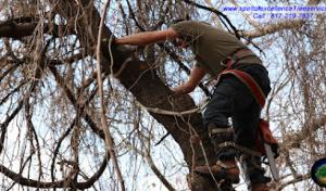 Spirit of Excellence Tree Services