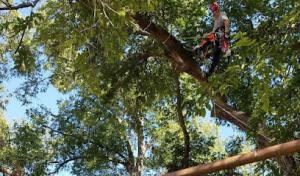 Tree MD's Tree Service