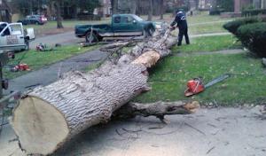 Gary's Tree Services