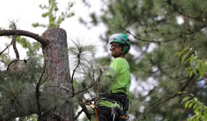 North Idaho Tree Removal