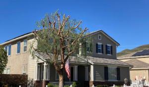 Tree Service Boss of Frisco