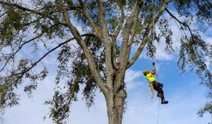 Bartlett Tree Experts