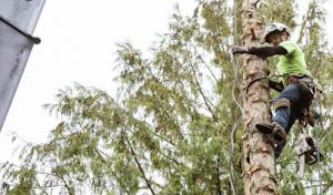 Elite Tree Removal of Columbia