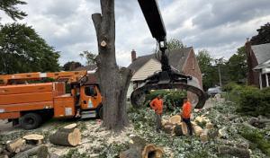 Us Tree Removal
