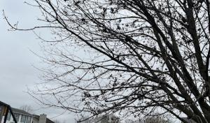 Bee’s Knees Tree Service