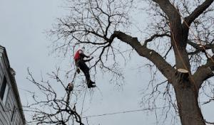 Chris G's Tree service