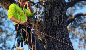 Precise Tree Care & Removal